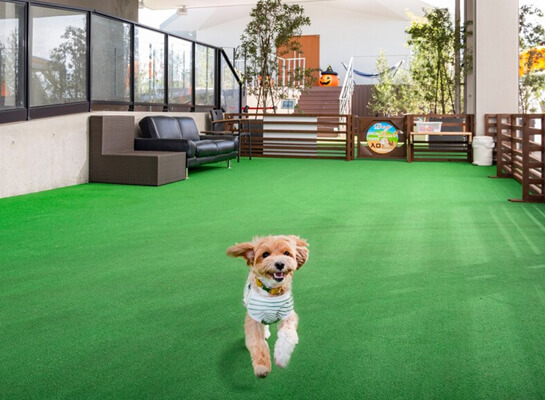 ワンちゃんと泊まれるグランピング客室