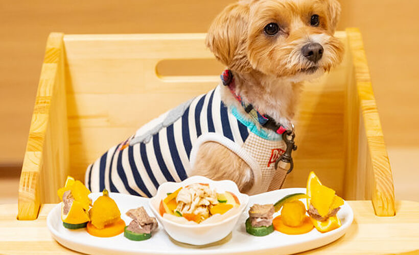 ワンちゃん専用のお食事