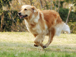 大型犬受け入れOK!海辺の宿にワンちゃんとお泊り♪