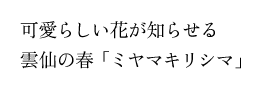 可愛らしい花が知らせる雲仙の春「ミヤマキリシマ」