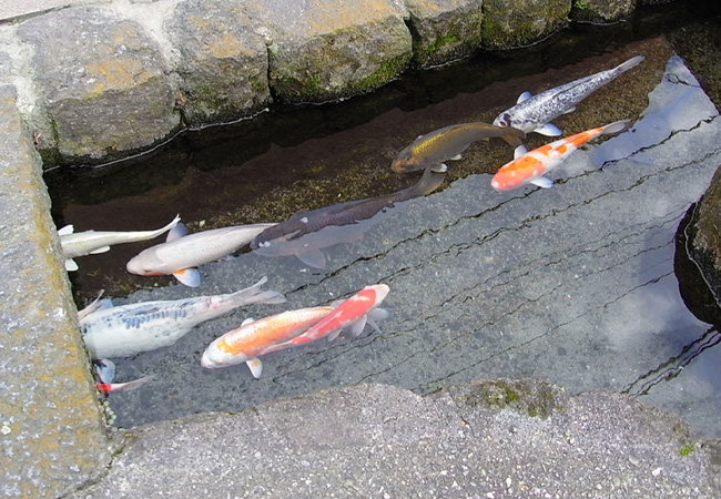 鯉の泳ぐ町（清流亭）