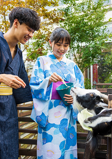 山羊の餌やり